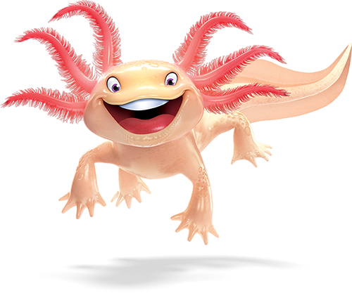 day1axolotl_low_res.jpg